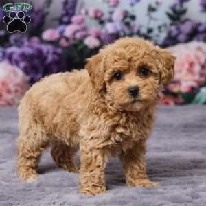 Dawn, Bich-Poo Puppy